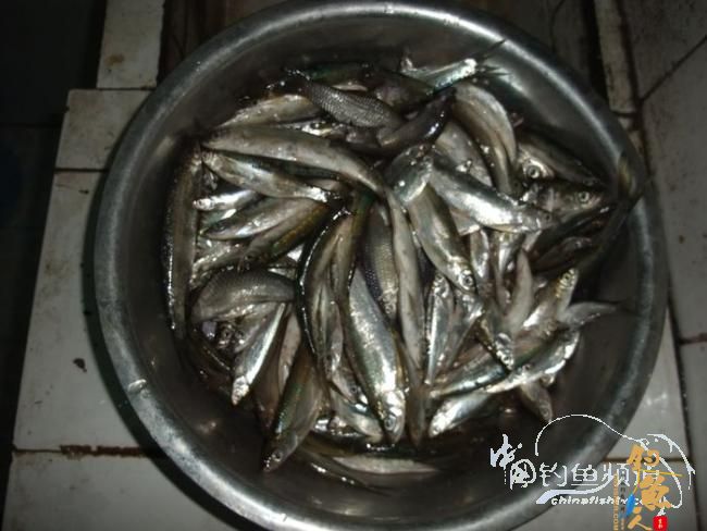 感谢中国钓鱼人网 今天我又出钓了