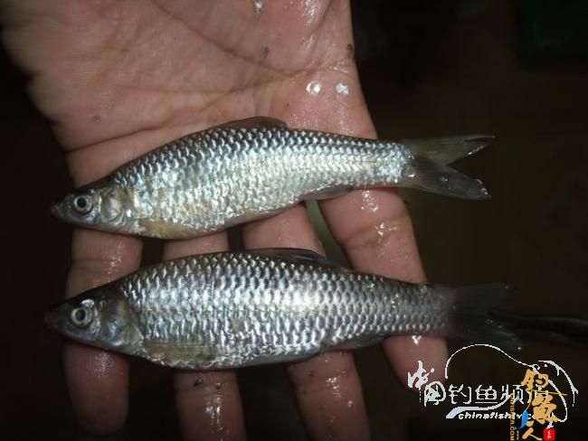 感谢中国钓鱼人网 今天我又出钓了