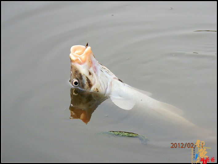 野钓记事：别无她求!