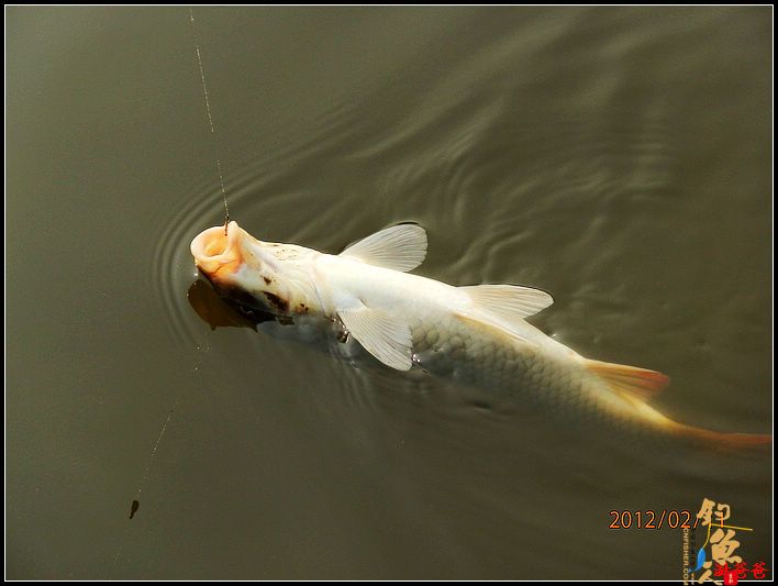 野钓记事：别无她求!