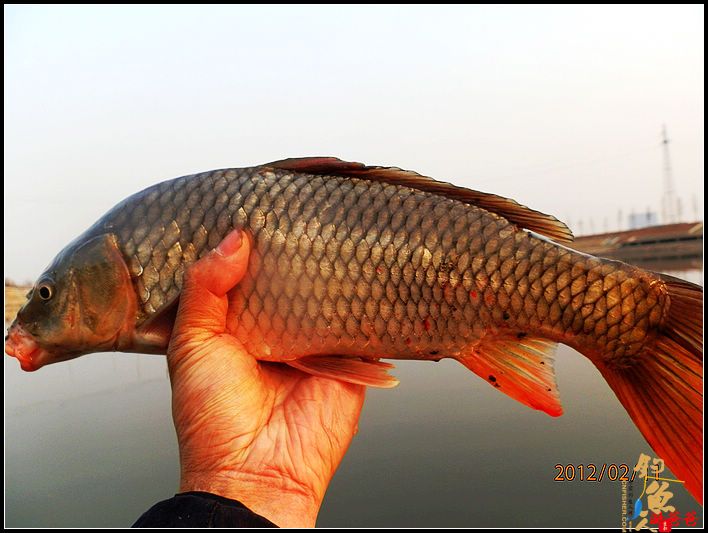 野钓记事：别无她求!