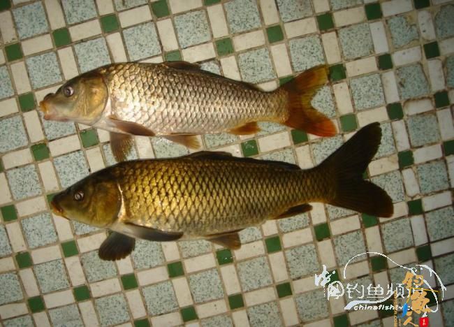 龙年首钓,尝算有"礼" 网路轻尘