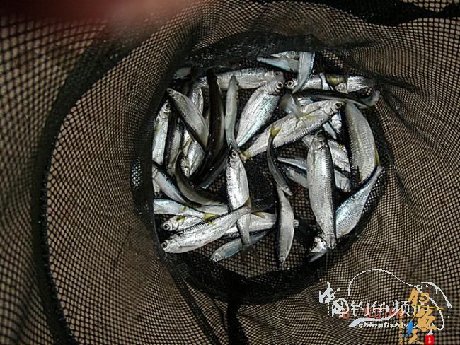 美丽的东山，遗憾的渔获