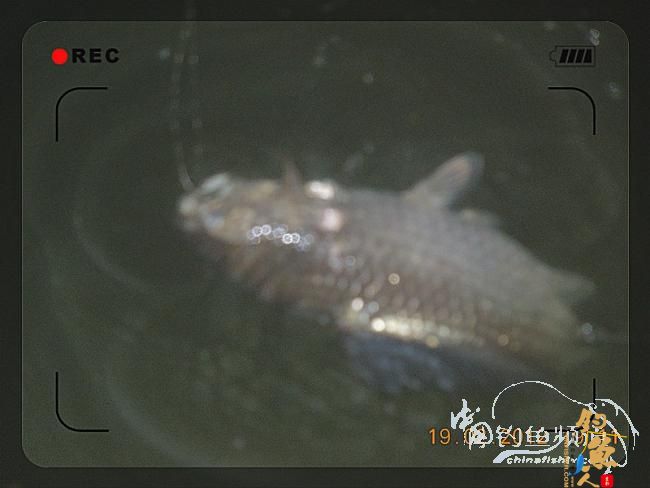 昨晚夜钓收获三鲫(2月19日)