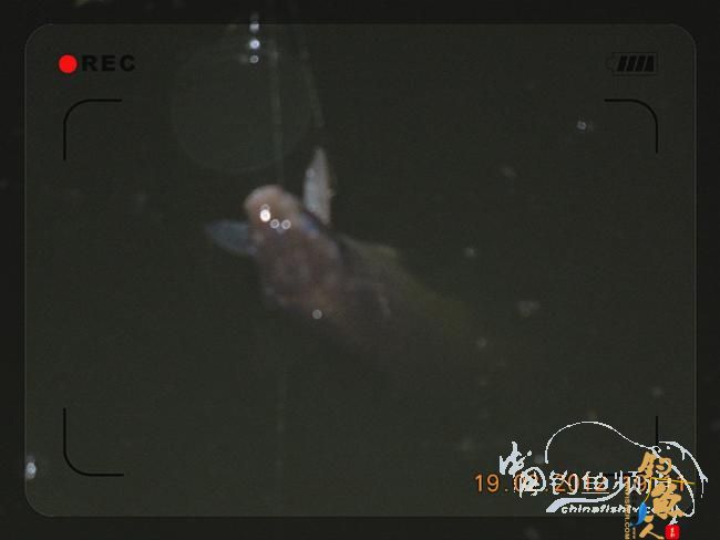 昨晚夜钓收获三鲫（2月19日）