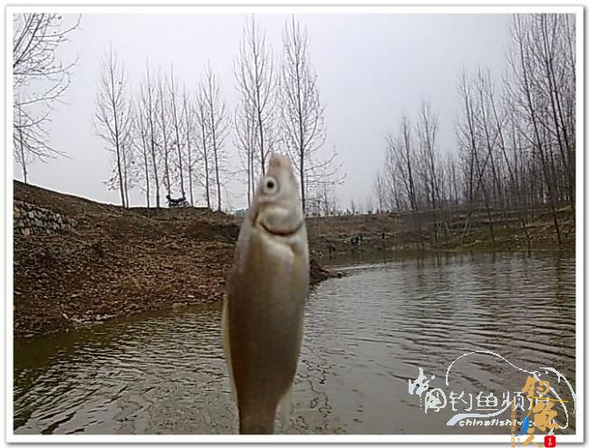 野钓日记----年后溪钓鲫当家 作者:皤然一翁