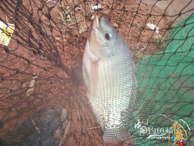 麻将非扑克非肆虐坝拦河 渔专子老二叔败走泗南江