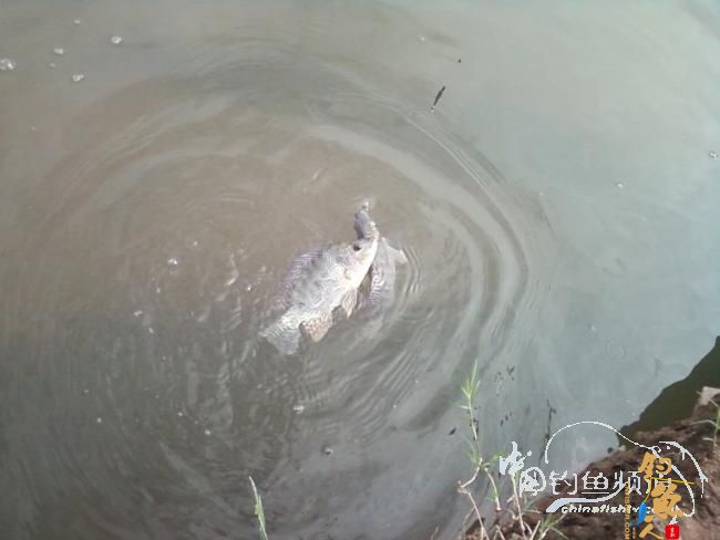 麻将非扑克非肆虐坝拦河 渔专子老二叔败走泗南江