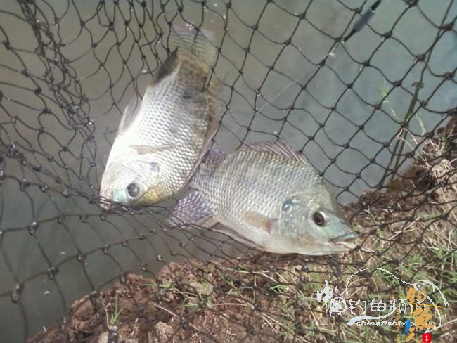 麻将非扑克非肆虐坝拦河 渔专子老二叔败走泗南江