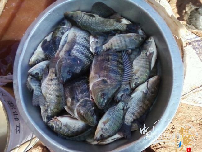 麻将非扑克非肆虐坝拦河 渔专子老二叔败走泗南江