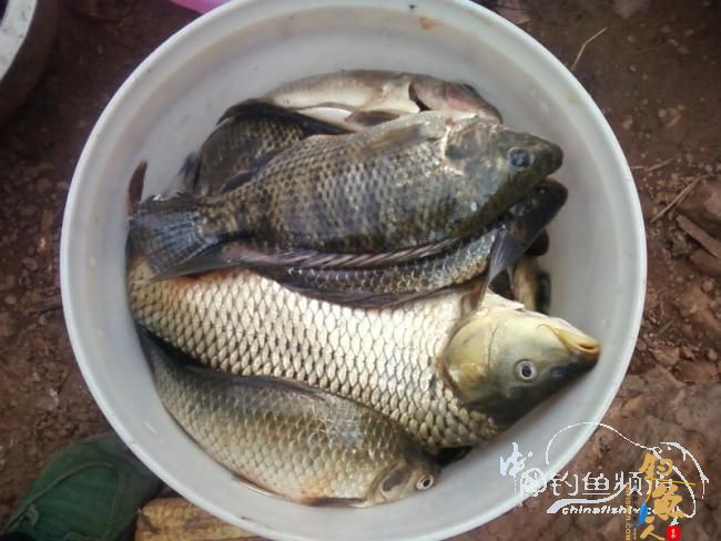 麻将非扑克非肆虐坝拦河 渔专子老二叔败走泗南江