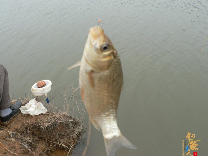 探钓火车站野塘 作者：无敌钓鱼佬
