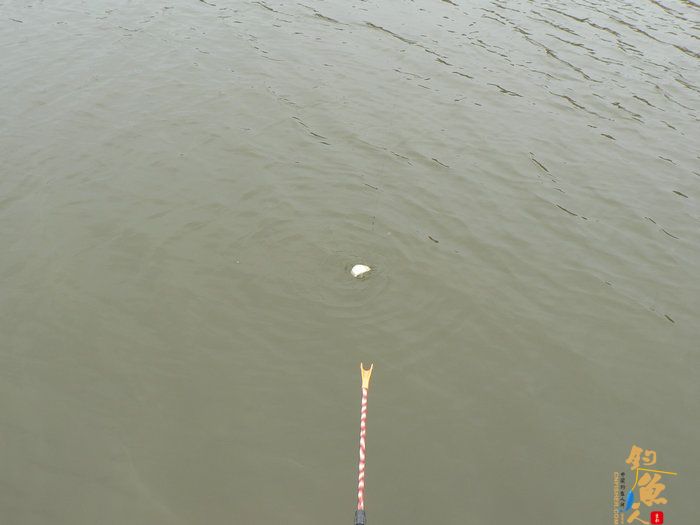 探钓火车站野塘 作者：无敌钓鱼佬