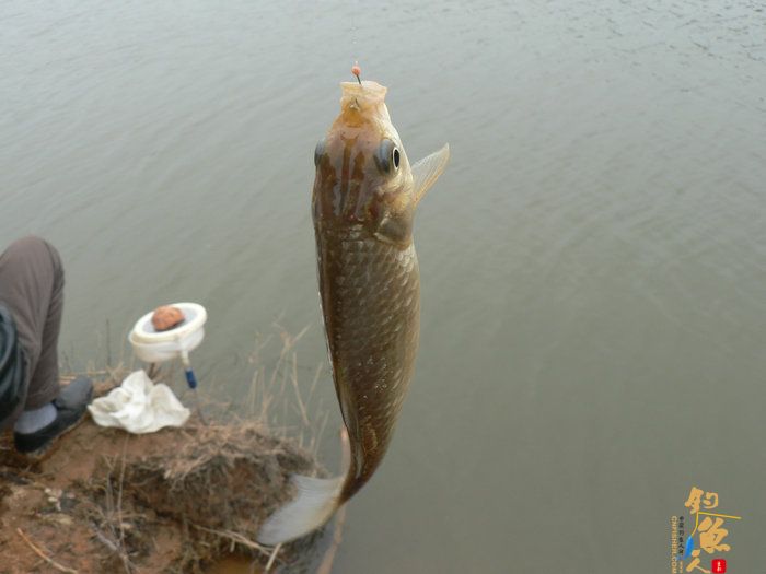 探钓火车站野塘 作者：无敌钓鱼佬