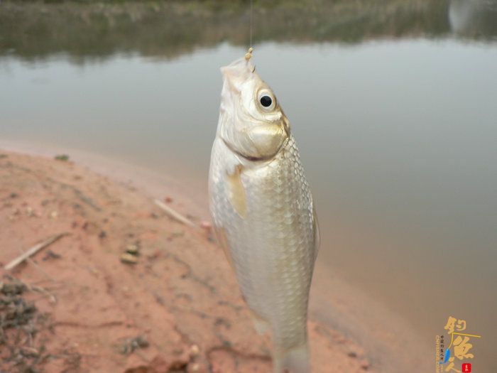 探钓火车站野塘 作者：无敌钓鱼佬