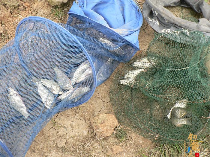 探钓火车站野塘 作者：无敌钓鱼佬