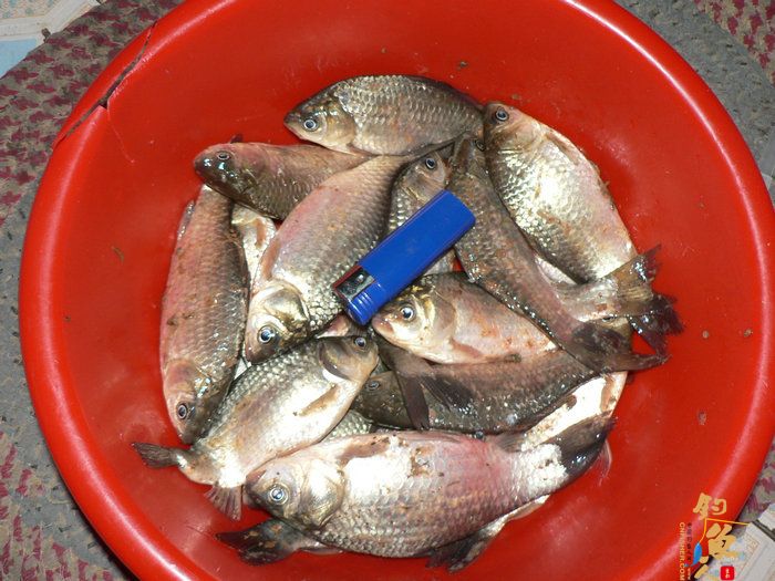 探钓火车站野塘 作者：无敌钓鱼佬