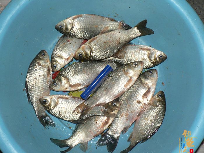 探钓火车站野塘 作者：无敌钓鱼佬