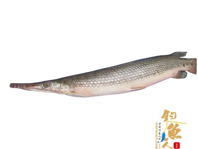 雀鳝“水中杀手”鳞坚“刀斧不入” 图