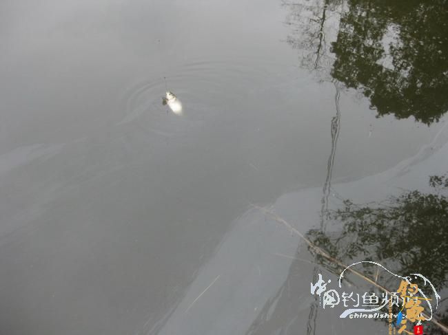 初春山乡游，钓鱼摘野菜，逍遥乐休闲 作者：江上钓翁
