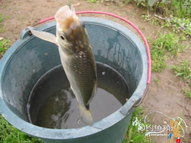 初春山乡游，钓鱼摘野菜，逍遥乐休闲 作者：江上钓翁