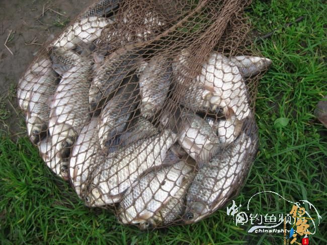 初春山乡游，钓鱼摘野菜，逍遥乐休闲 作者：江上钓翁