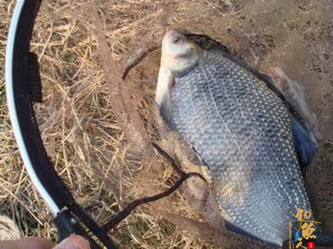 江南渔事——春钓片：初春与大鳊有个约会