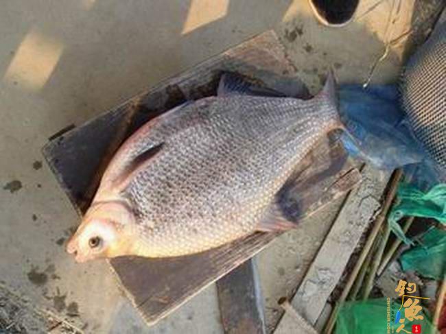 江南渔事——春钓片：初春与大鳊有个约会