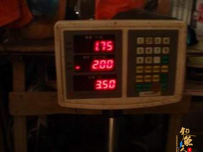 江南渔事——春钓片：初春与大鳊有个约会