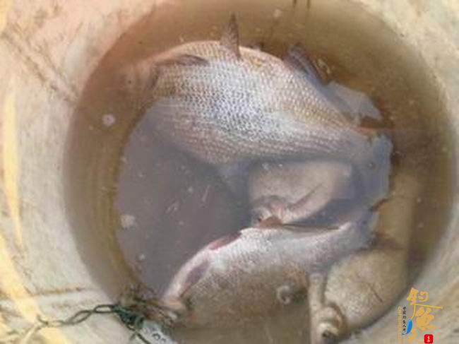 江南渔事——春钓片：初春与大鳊有个约会