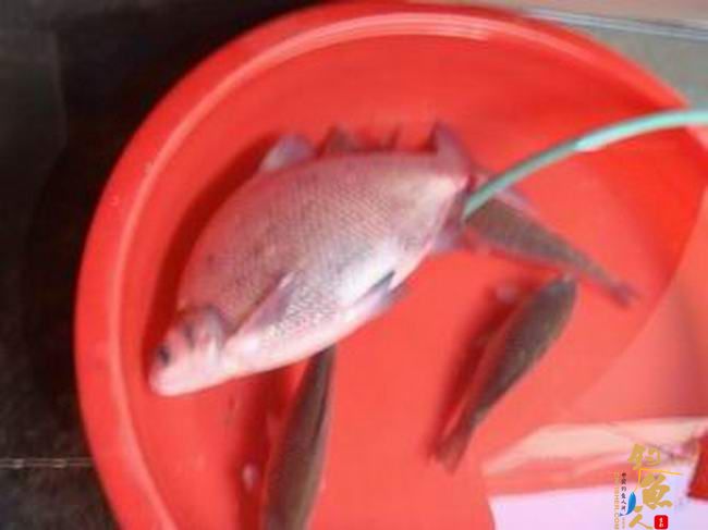 江南渔事——春钓片：初春与大鳊有个约会