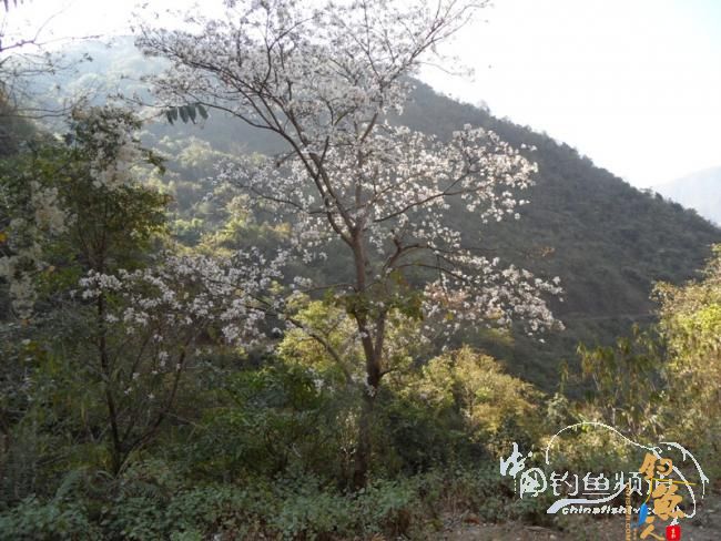 麻将非扑克非肆虐坝拦河 渔专子老二叔败走泗南江