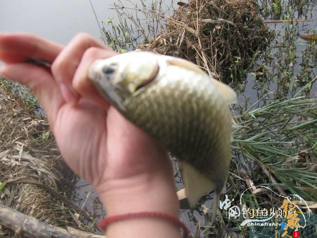 2012.2.21新桥野钓作业 作者：la02553