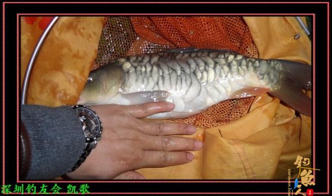 2012009 龟神不龟 龟声一片 作者：paeanism