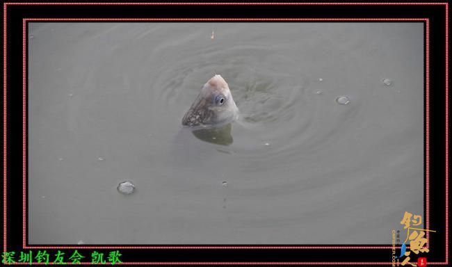 2012009 龟神不龟 龟声一片 次日再战 作者：paeanism