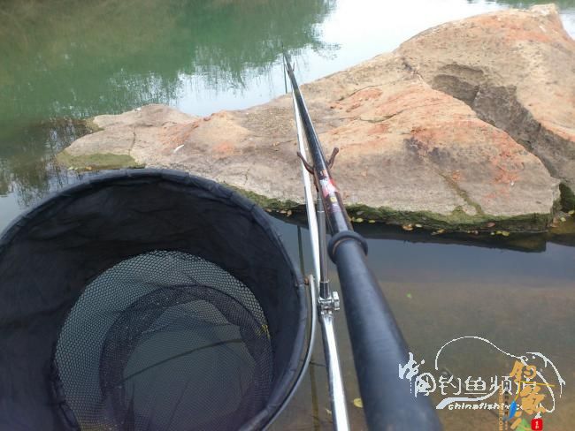 野钓小河~疯狂的土鲫 作者：玫瑰小鱼
