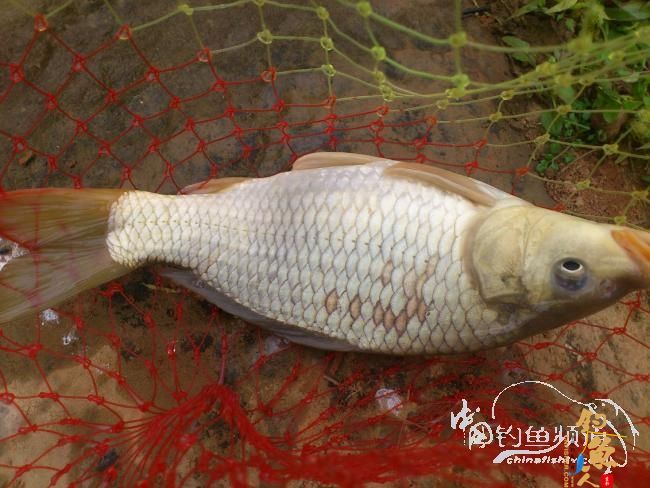 野钓小河~疯狂的土鲫 作者：玫瑰小鱼