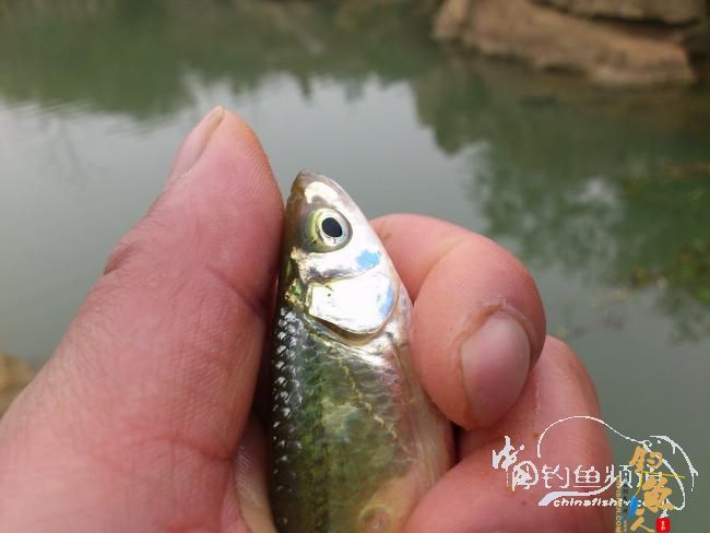 野钓小河~疯狂的土鲫 作者：玫瑰小鱼