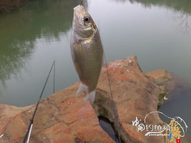 野钓小河~疯狂的土鲫 作者：玫瑰小鱼