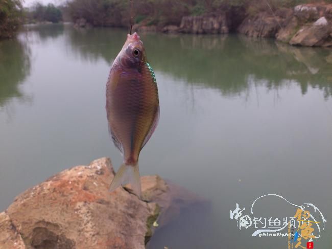 野钓小河~疯狂的土鲫 作者：玫瑰小鱼