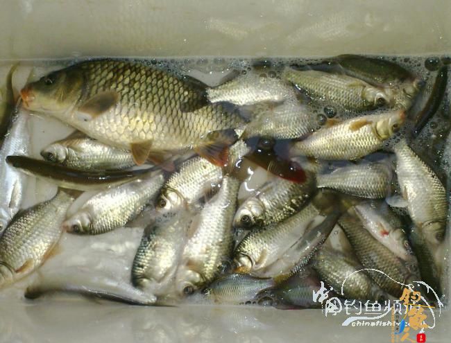 野钓小河~疯狂的土鲫 作者：玫瑰小鱼