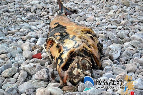 烟台海滩频现"怪鱼" 网友称是"风干海豚"(图)