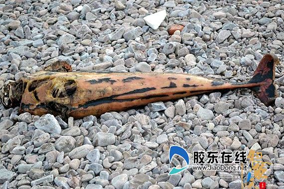 烟台海滩频现"怪鱼" 网友称是"风干海豚"(图)