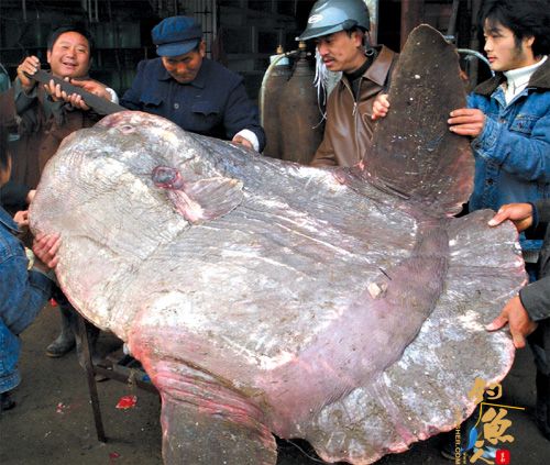 烟台芝罘岛捞上巨型怪兽 网友疑似翻车鱼(图)