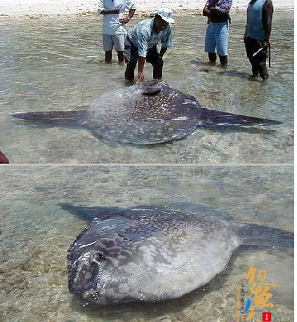 烟台芝罘岛捞上巨型怪兽 网友疑似翻车鱼(图)