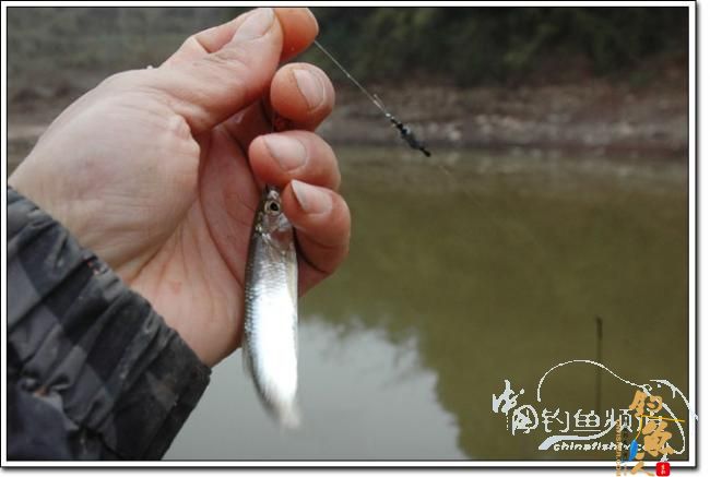 上午三草棍 下午一弯刀 作者：我要去追风