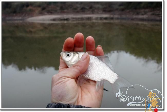 上午三草棍 下午一弯刀 作者：我要去追风