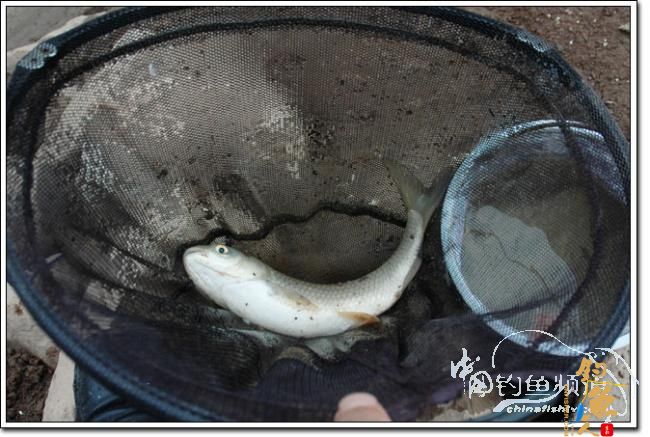 上午三草棍 下午一弯刀 作者：我要去追风