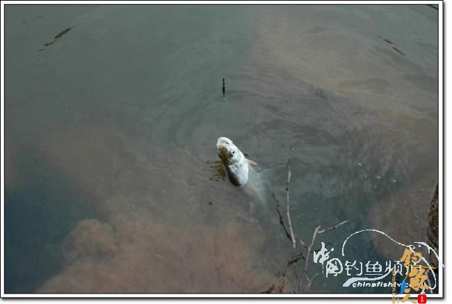 上午三草棍 下午一弯刀 作者：我要去追风