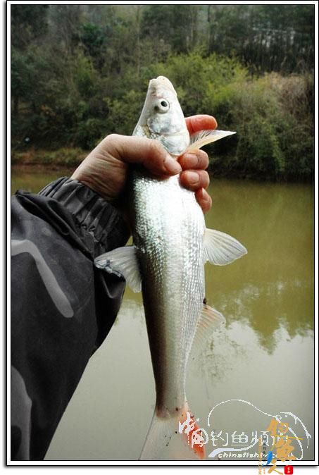 上午三草棍 下午一弯刀 作者：我要去追风
